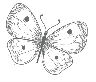 Butterfly Butterfly