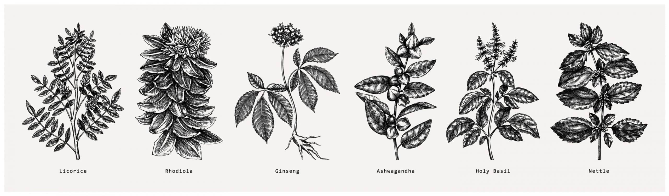 Adaptogenic coffee, adaptogenic tea, adaptogens UK