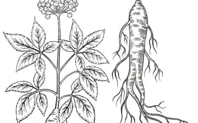 5 Top Ginseng Benefits you should know about
