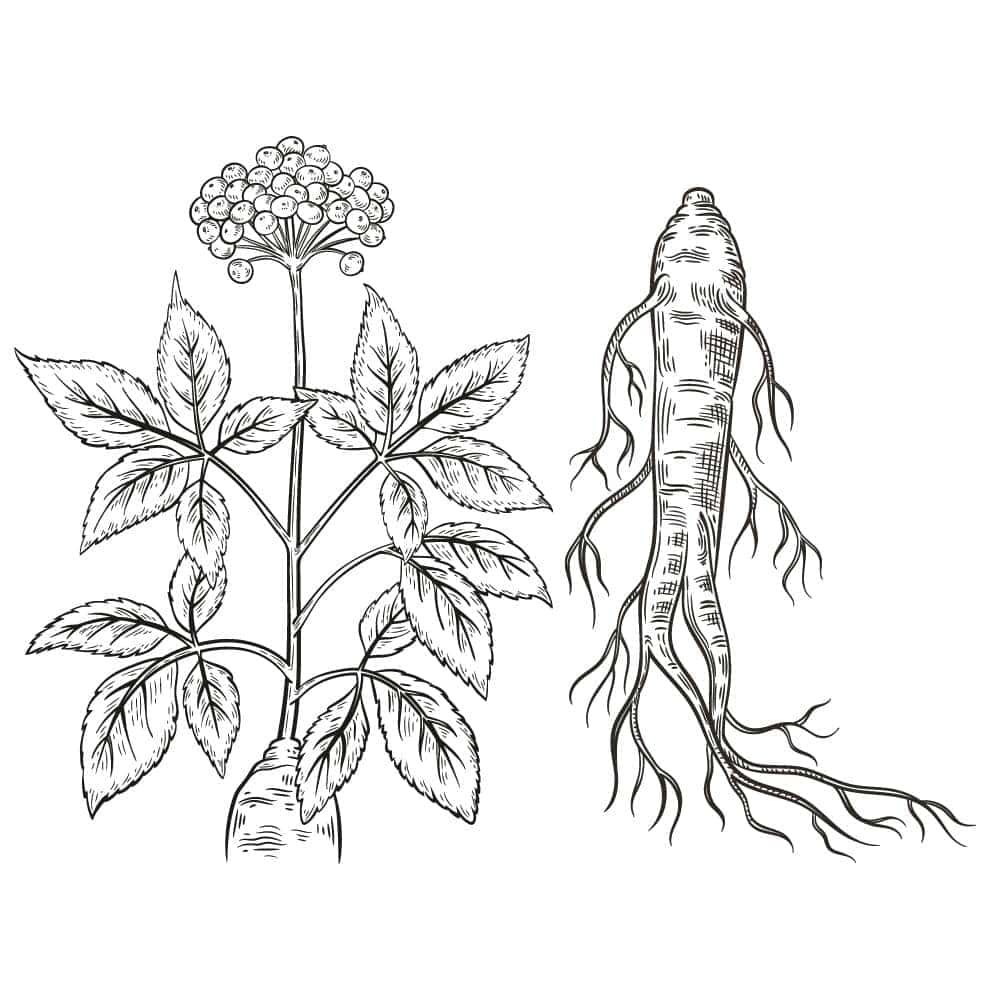 The Benefits of Ginseng Benefits
