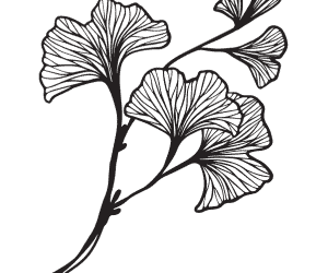 Ginkgo Biloba a Brief Overview and History Lesson