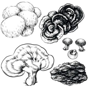 Mushroom Supplements Guide