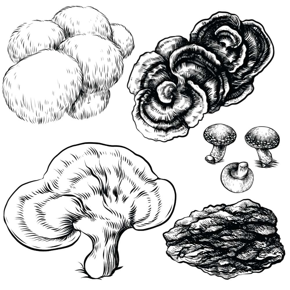 Mushroom Supplements Guide