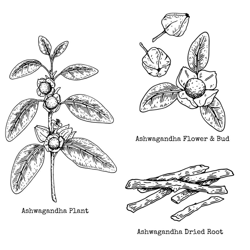 Ashwagandha UK: Top 6 Best Ashwagandha Supplement UK