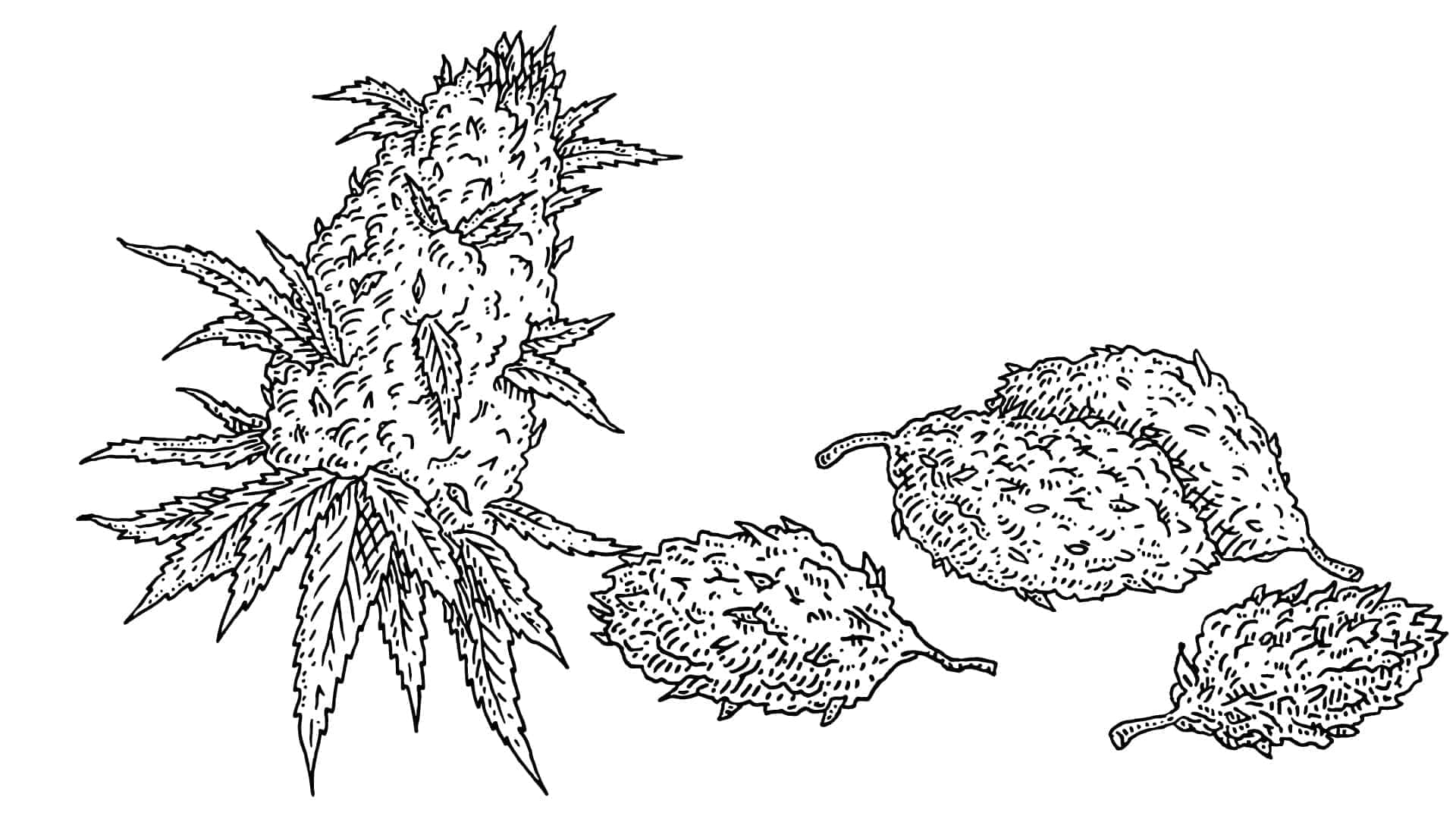 Discover, is CBD flower legal in the UK? 2024 Prediction