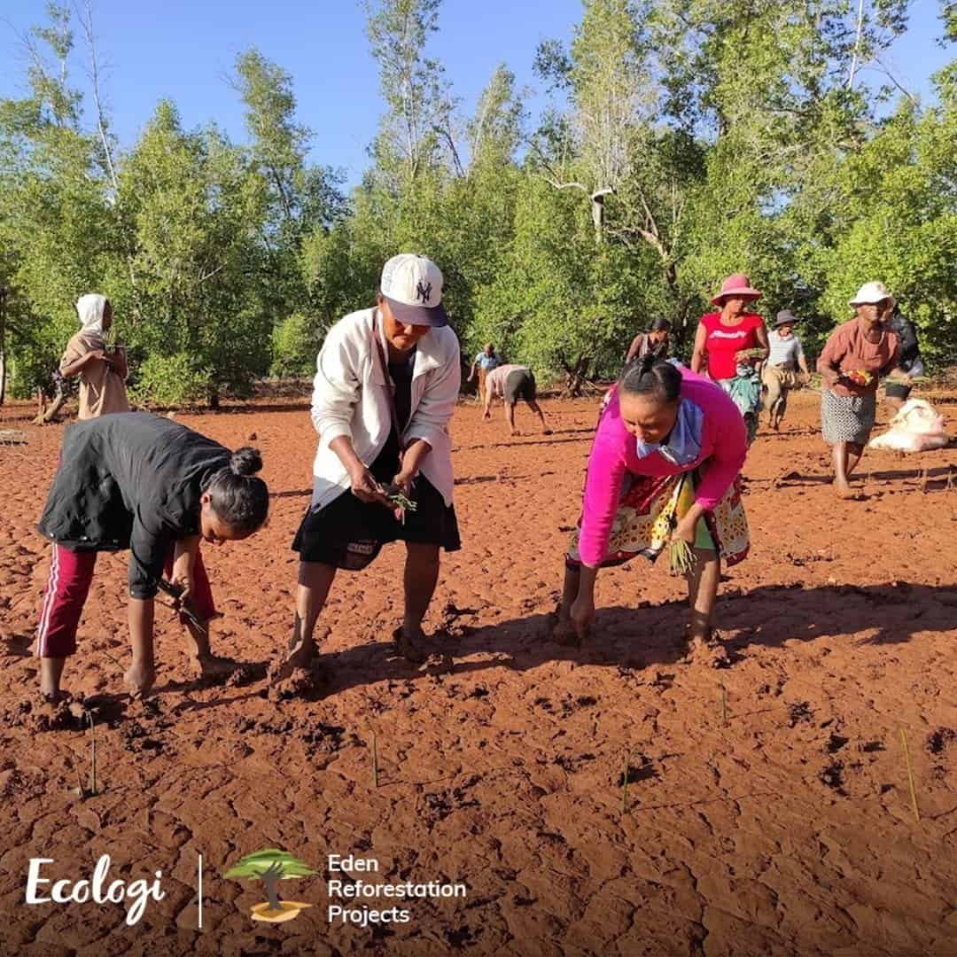 Mangrove restoration project in Madagascar supported through Ecologi
