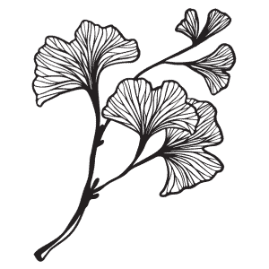 Ginkgo Biloba a Brief Overview and History Lesson