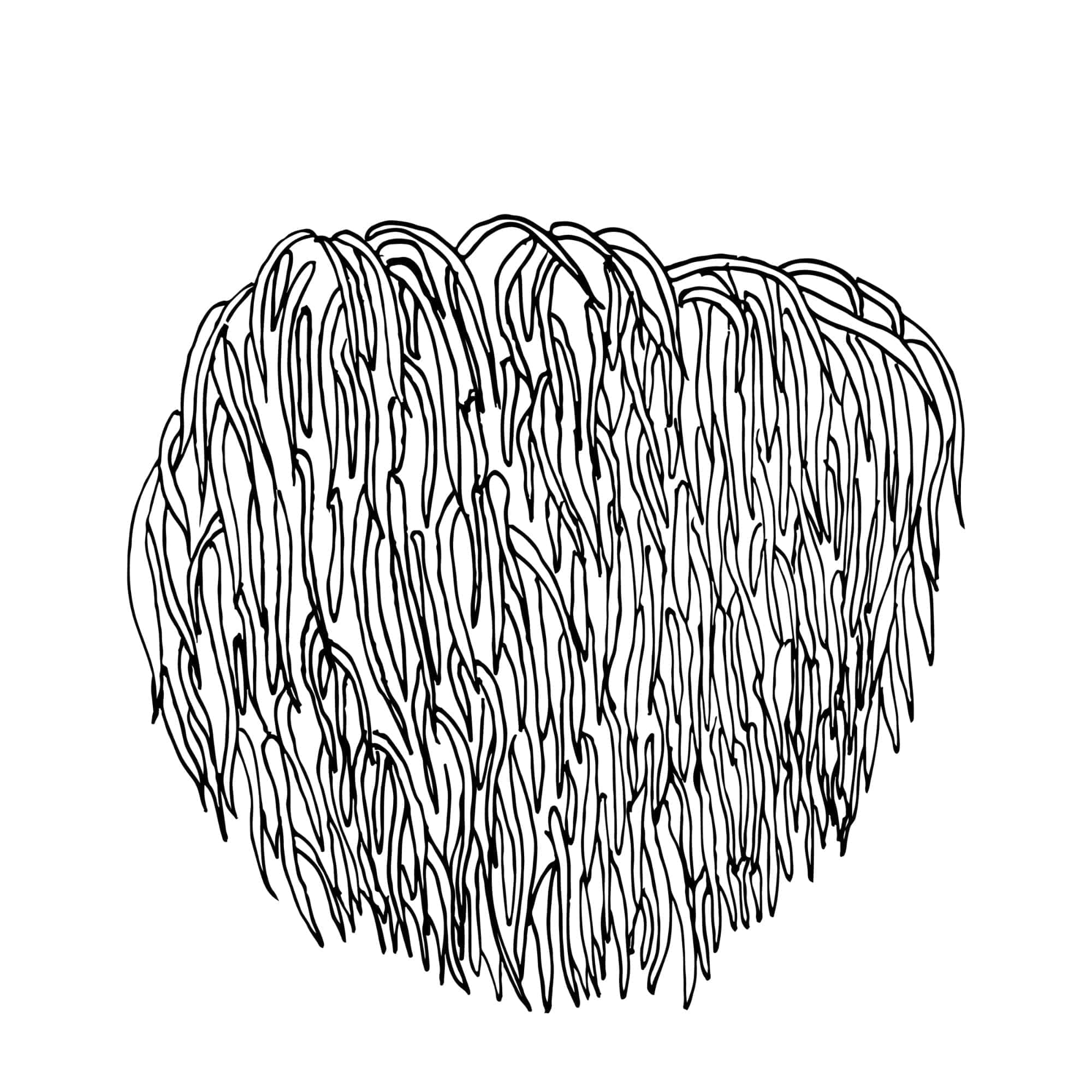 Lion’s Mane For Focus, Concentration & Attention