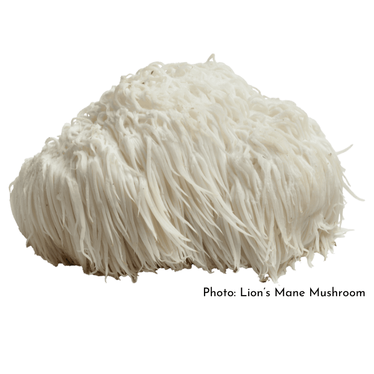 Lions mane mushroom photo