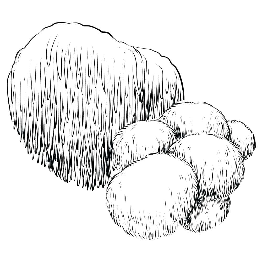 Lion's mane uk
