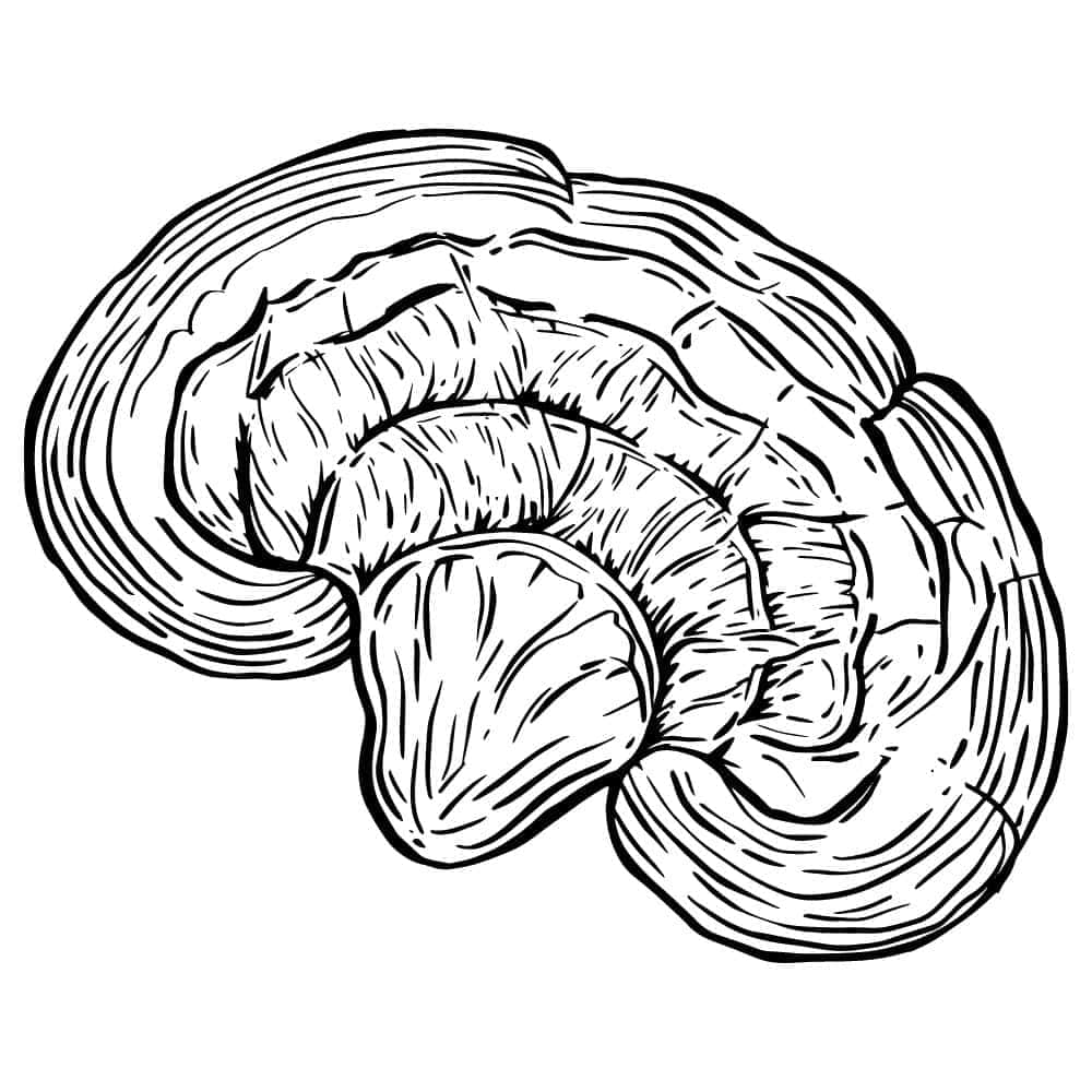Reishi Mushroom UK: Unveiling 10 Benefits of This Remarkable Fungus