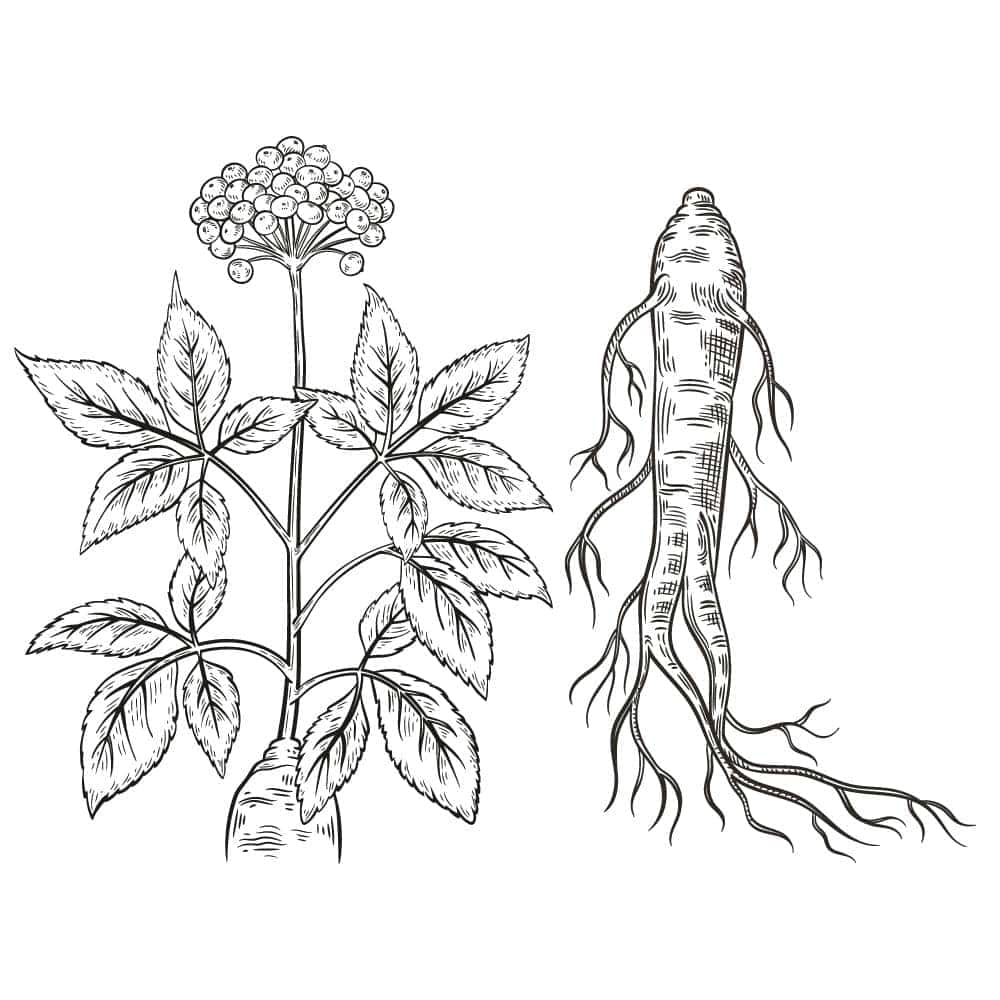 5 Top Ginseng Benefits you should know about