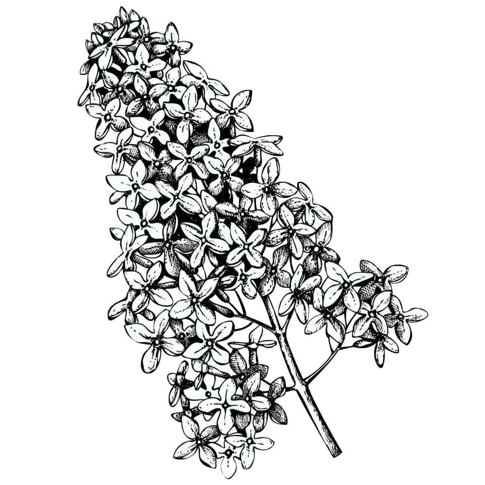 What are Terpenes: Over 10 reasons to know