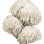 Botanical illustration of a Lion's Mane mushroom cluster