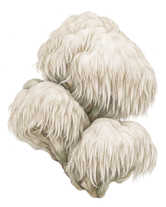 Botanical illustration of a Lion's Mane mushroom cluster