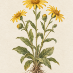 Botanical illustration of flowering Arnica montana with golden flowers